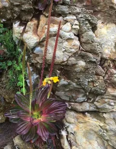 Tall Coastal Plantain thumbnail 3