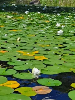 European White Waterlily thumbnail 4