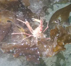 Longhorn Decorator Crab thumbnail 3