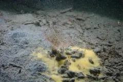 Bispira pacifica thumbnail 2