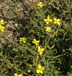 Perennial Wall-rocket thumbnail 2