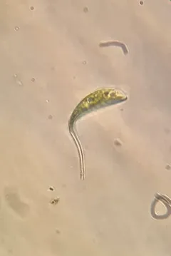 Phacus lismorensis thumbnail 1
