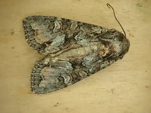 Western Apamea Moth