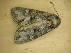 Western Apamea Moth thumbnail 1