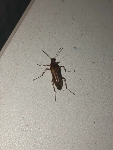 Cephaloon bicolor