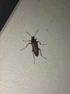 Cephaloon bicolor thumbnail 1