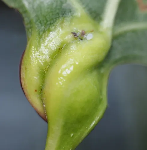 Poplar Leaf-base Gall