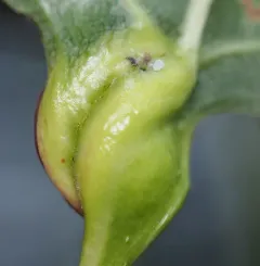 Poplar Leaf-base Gall thumbnail 1