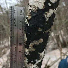 Black Witches' Butter thumbnail 2