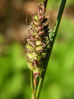 variable sedge thumbnail 2