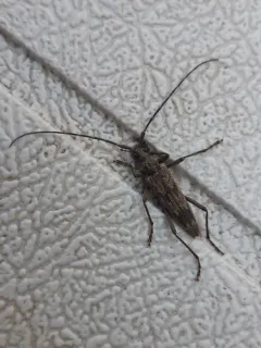 Wavy Longhorn Beetle thumbnail 3