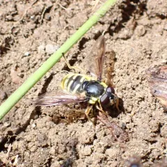 Oblique-banded Pond Fly thumbnail 4