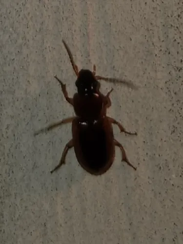 Stenolophus dissimilis