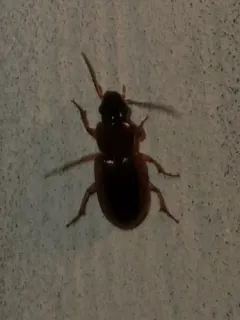 Stenolophus dissimilis thumbnail 1