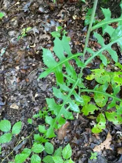 hairy lettuce thumbnail 2