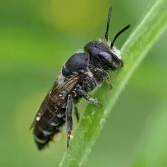 Alfalfa Leafcutter Bee thumbnail 1