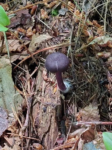 violet pinkgill