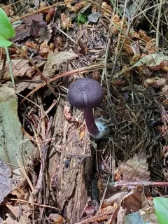 violet pinkgill thumbnail 1