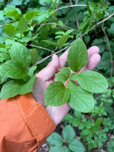 Hoary Mock Orange