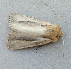 Brown-streaked Rustic Moth thumbnail 2