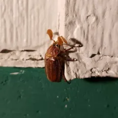 Hammond's Lined June Beetle thumbnail 3