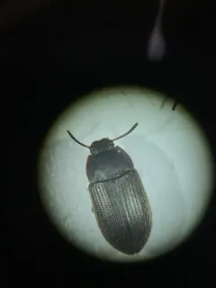 Blapstinus fortis thumbnail 2