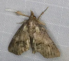 Barrens Paectes Moth thumbnail 3