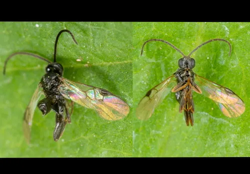 Diolcogaster claritibia