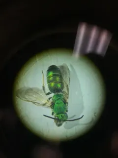 Augochloropsis humeralis thumbnail 2