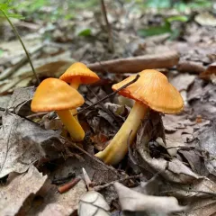 orange gilled waxcap thumbnail 4