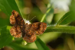 Northern Metalmark thumbnail 2