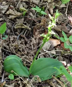 Hooker's Orchid thumbnail 2