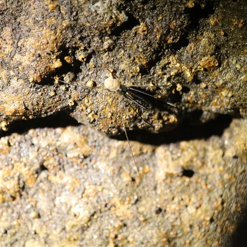 Taracus marchingtoni