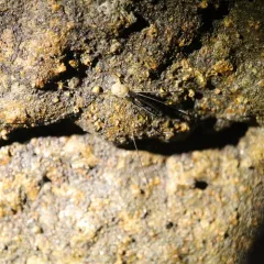 Taracus marchingtoni thumbnail 1