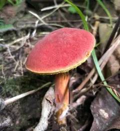 Ruby Bolete thumbnail 3