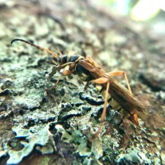 Necydalis cavipennis thumbnail 2