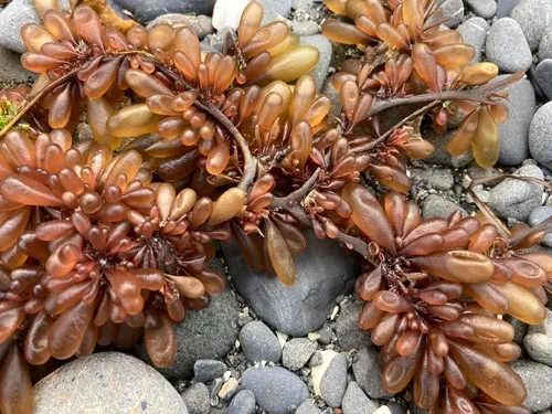 Red Sea Grapes