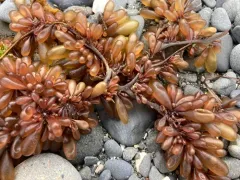 Red Sea Grapes thumbnail 1