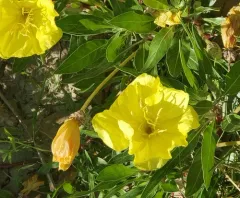 bigfruit evening primrose thumbnail 3