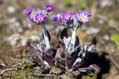 Stiff Primrose thumbnail 3