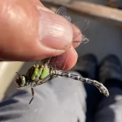 Boreal Snaketail thumbnail 2