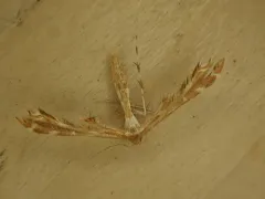Hawkweed Plume Moth thumbnail 3