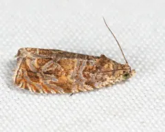 Olethreutes sericoranum thumbnail 2