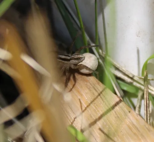 Pale Thin-legged Wolf spider