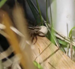 Pale Thin-legged Wolf spider thumbnail 1