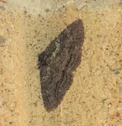Green-dusted Zale Moth thumbnail 4