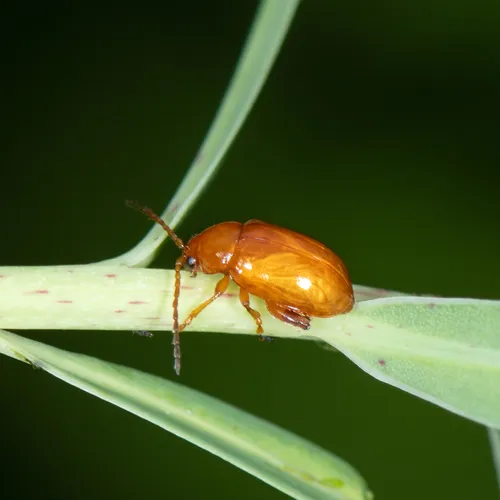 Copper Leafy Spurge Flea Beetle