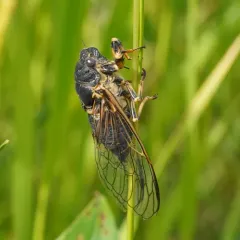 Aspen Cicada thumbnail 2