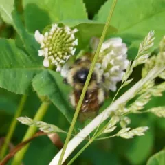 frigid bumble bee thumbnail 2