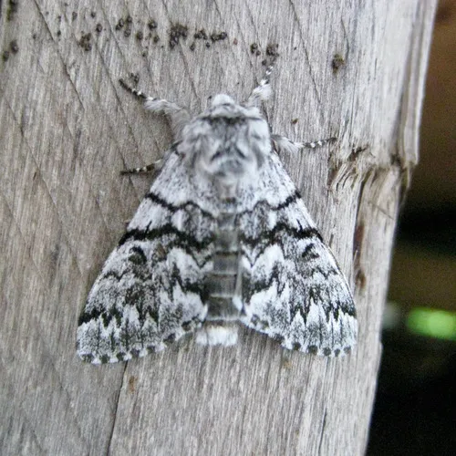 Western Panthea Moth